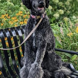 Poodles from Rosita's Standards