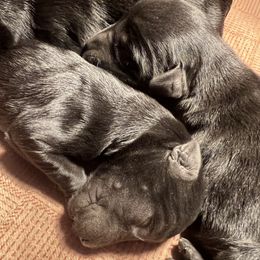 Giant Schnauzer puppies from Valour's Giants