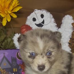 Jade - White female Pomsky puppy in Spring Hill, Florida from PDQ Pomskies
