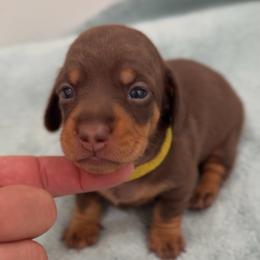 Matcha - Chocolate and tan female Dachshund puppy in Clovis, California from Lil Sausage Co