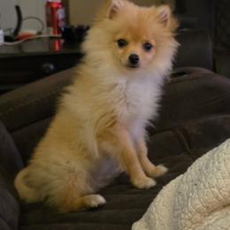 Jax - Cream male Pomeranian puppy in Pickton, Texas from Mandy's Precious Poms