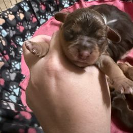 Ginger - Chocolate female Cavalier King Charles Spaniel puppy in Ellisville, Mississippi from Malu Lani Cavaliers