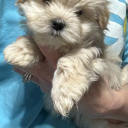 Boy 4 - Red male Havanese puppy in Congerville, Illinois from Happy Go Lucky Havanese