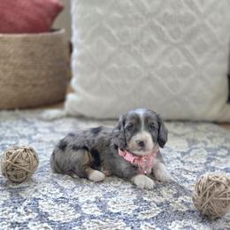 AKC Meet Millie :) - Dapple female Dachshund puppy in Centerville, Iowa from Barnyard Dachshunds, Dals & Doodles