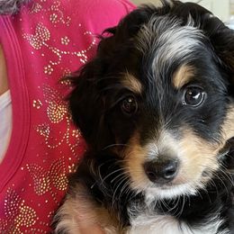 Aussiedoodles from Joyful Doodles and Poodles