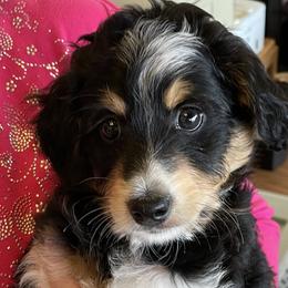 Aussiedoodles from Joyful Doodles and Poodles