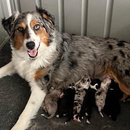 Captain Marvel - Blue merle female Australian Shepherd puppy in Hemet, California from Perfect Companion Aussie's