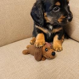 Boy 2 - Black and tan male Dachshund puppy in Stroud, Oklahoma from Route 66 Dachshunds