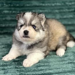 Pomsky Puppies from Midnight Sun Pomskies