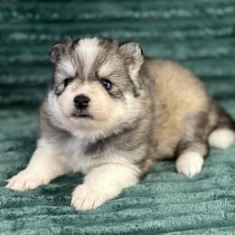 Pomsky Puppies from Midnight Sun Pomskies