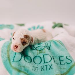 Purple Girl - Cream female Cavapoo puppy in Mckinney, Texas from Doodles of North Tx