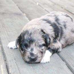 Jumba - Blue merle male Australian Shepherd puppy in Macon, Georgia from Shaina’s Shepherds