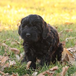Gertie - Black female Whoodle puppy in West Bend, Iowa from Blue Skies Terriers