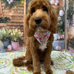 Darcy - Irish Doodle
