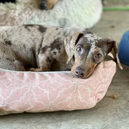 Maple - Dachshund