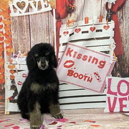 Poodle All Grown Up from Heartland Standard Poodles