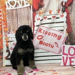 Poodle All Grown Up from Heartland Standard Poodles