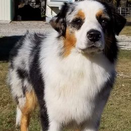 Australian Shepherds from Raab’s Family Aussies