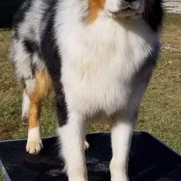 Australian Shepherds from Raab’s Family Aussies