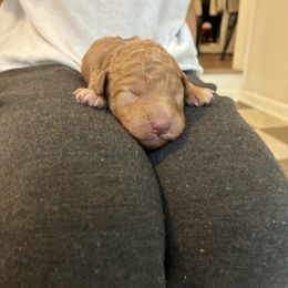 Snowy - Cream female Goldendoodle puppy in South Fulton, Georgia from Golden Paws Farm