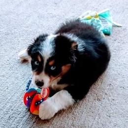 Australian Shepherd Puppies from Edge Farm LLC
