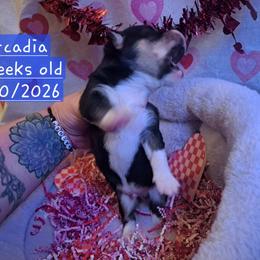 Pembroke Welsh Corgi and Siberian Husky Puppies from Regal Huskies of the Carolinas