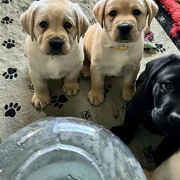 Labrador Retriever Puppies from Lonestar Labradors C&E