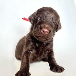 Otter - Chocolate male Goldendoodle puppy in Pulaski, Tennessee from Doodle My Heart
