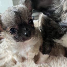Beans - Black sabled silver male Chihuahua puppy in Coweta, Oklahoma from Green Country Chihuahuas