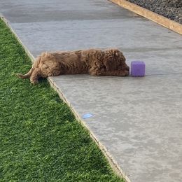 Goldendoodle Puppies from Heavenly Hilltop Farm