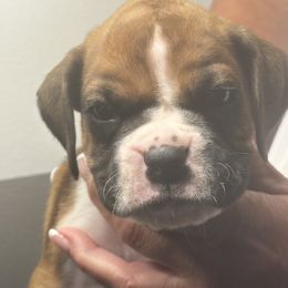 White collar - Fawn male Boxer puppy in Williamson, New York from Harborview Boxers