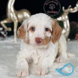 Ligjt blue boy - Yellow and white male Bernedoodle puppy in Waukesha, Wisconsin from Bernedoodle Boutique (and Cavapoos)
