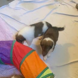 Collie Puppies from Kindred Spirit Collies