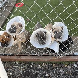 Cane Corso Puppies from Corso Empire
