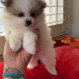 Lucy - Cream parti female Pomeranian puppy in Antioch, California from Munoz pomms