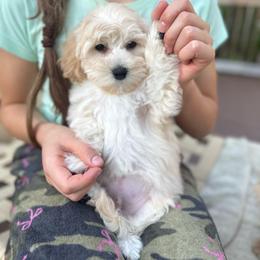 Martini - Cream male Maltipoo puppy in Deming, Washington from Heavenly Puppies to Love