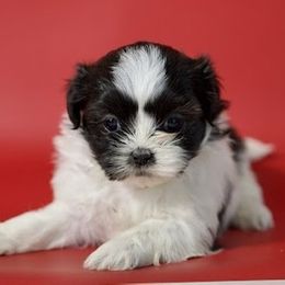 Girl III - Black and white female Shih Tzu puppy in Middleborough, Massachusetts from Shih Tzu Pups