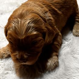 Male 1 - Caramel male Australian Labradoodle puppy in Morristown, New Jersey from English Manor Labradoodles