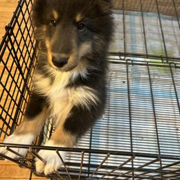 Buddy - Black white and tan male Shetland Sheepdog puppy in New Richmond, Ohio from Heaven’s Shelties