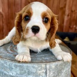 Jackson - male Cavalier King Charles Spaniel puppy in Springfield, Missouri from Ozark Mountain Cavaliers