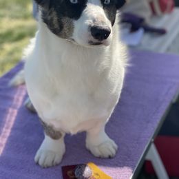 Cardigan Welsh Corgis from Breuddwyd Cardigan Welsh Corgis
