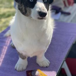 Cardigan Welsh Corgis from Breuddwyd Cardigan Welsh Corgis