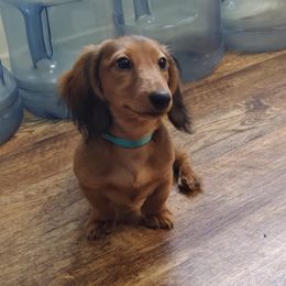 Dachshund Puppies from Aster Creek Kennel