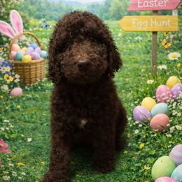 Blue collar - Chocolate male Goldendoodle puppy in Sanderson, Florida from Serenity Goldendoodles