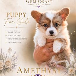 Amethyst - Sable and white female American Corgi puppy in Mariposa, California from Gem Coast Corgis
