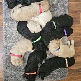 Poodle Puppies from Tommy Jones