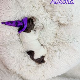 Aurora - Chocolate female Australian Labradoodle puppy in Redding, California from Shasta Royal Monroe Puppies
