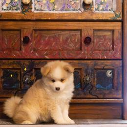 Lucian - Red and white male Pomsky puppy in Sumter, South Carolina from Emerald Skies Pomskies