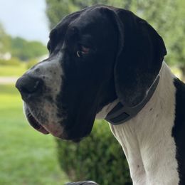 Carolina - Great Dane