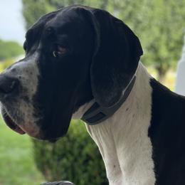 Carolina - Great Dane